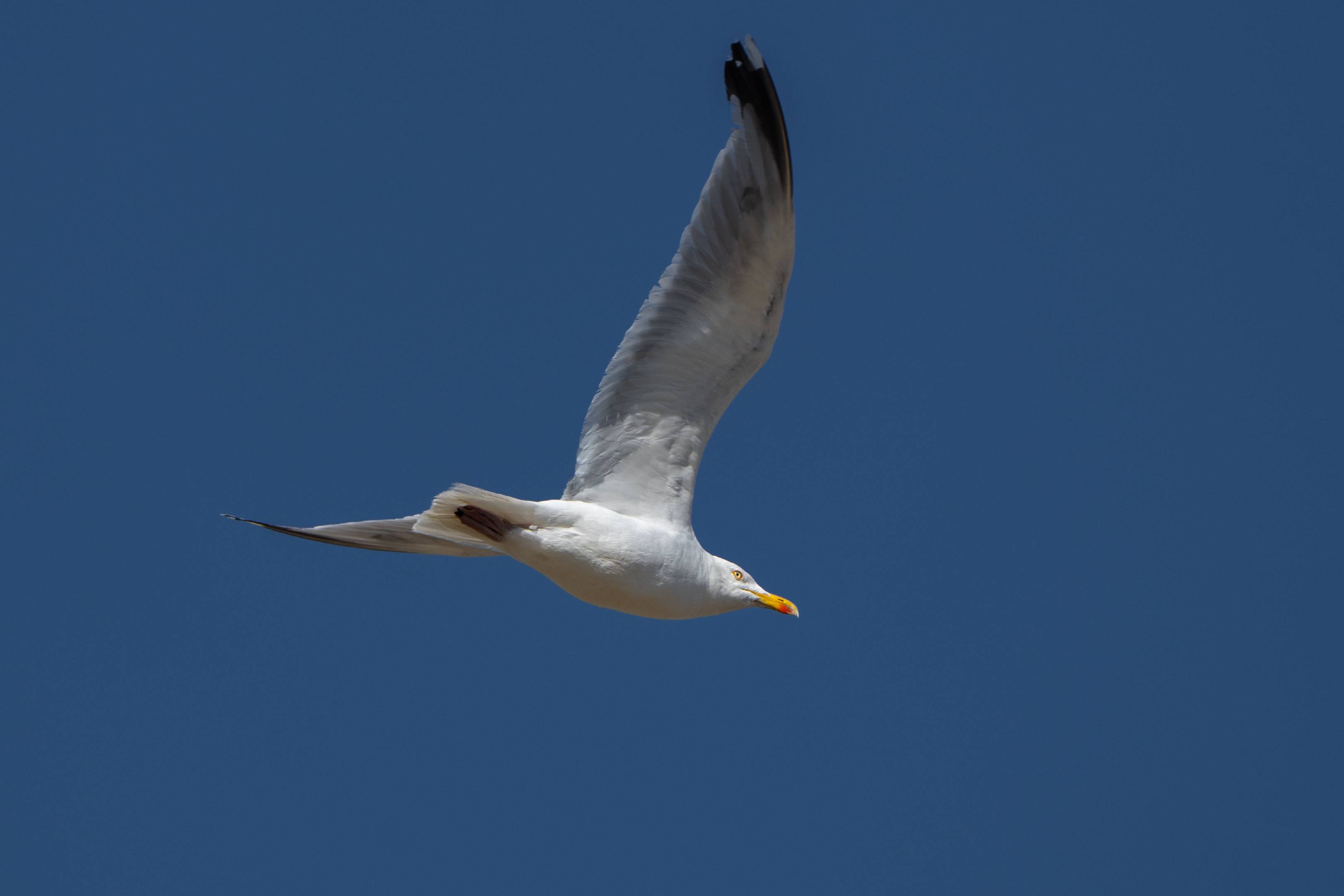 Seagull