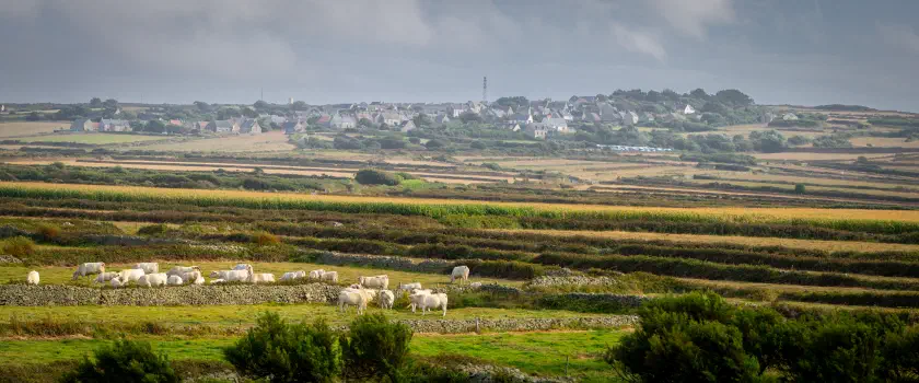 Cotentin Cows