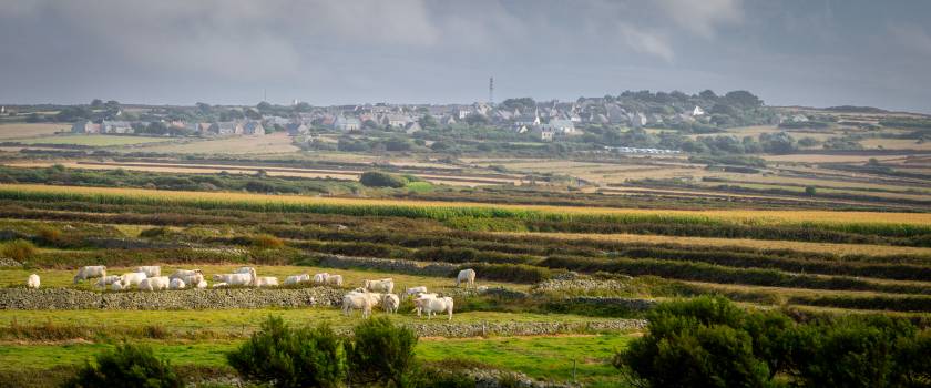Cotentin Cows