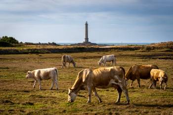Cows and Phare de Goury