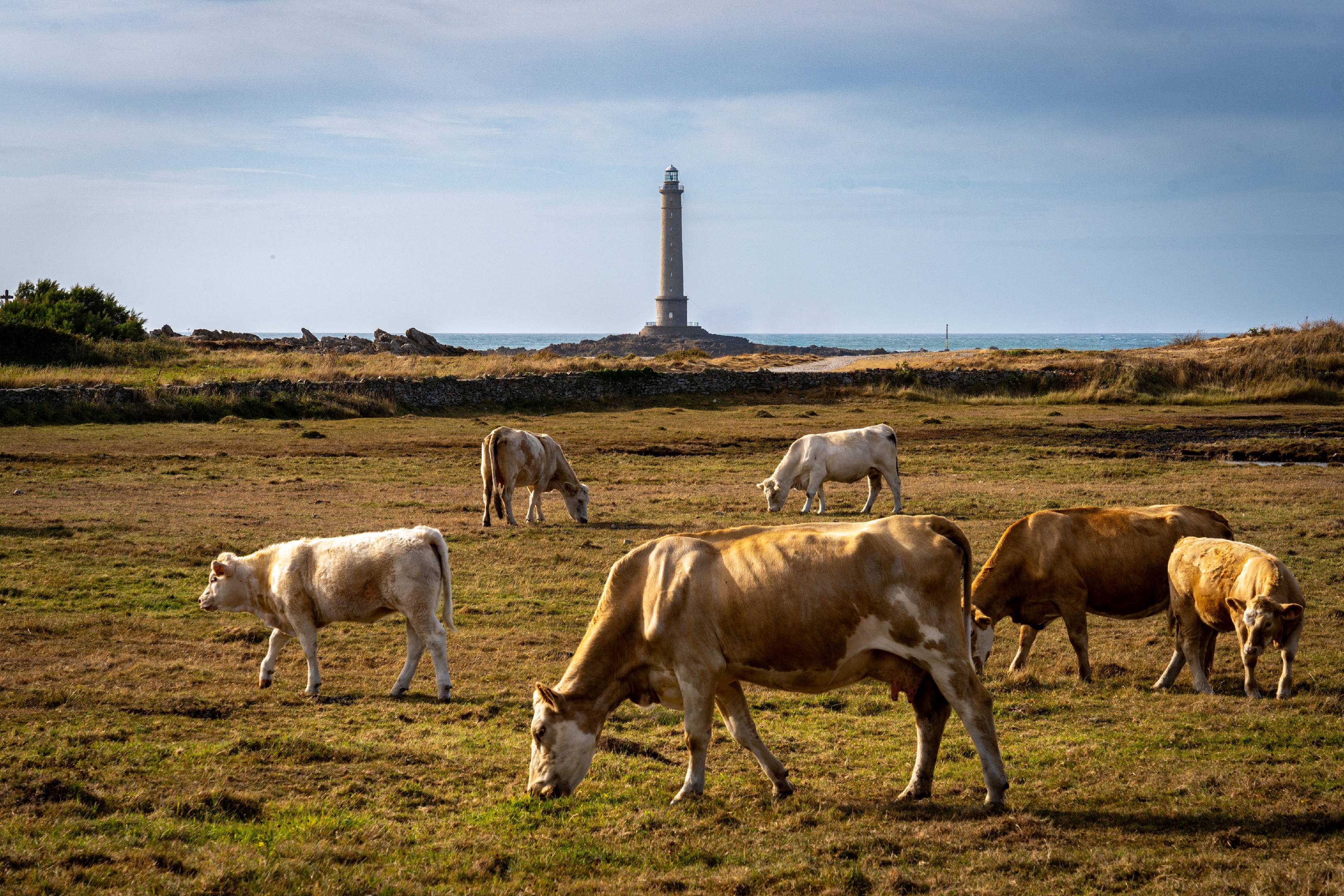 Cows and Phare de Goury