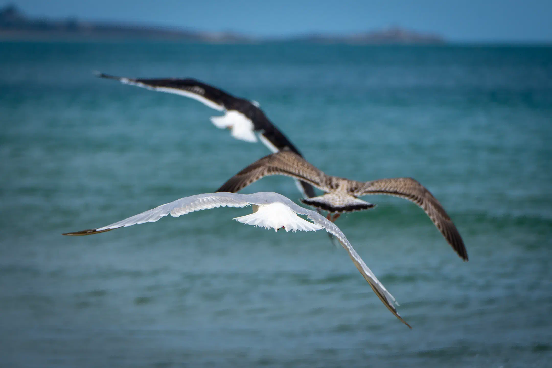 Seagulls