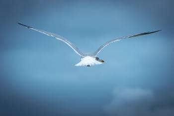 Glance over the Shoulder