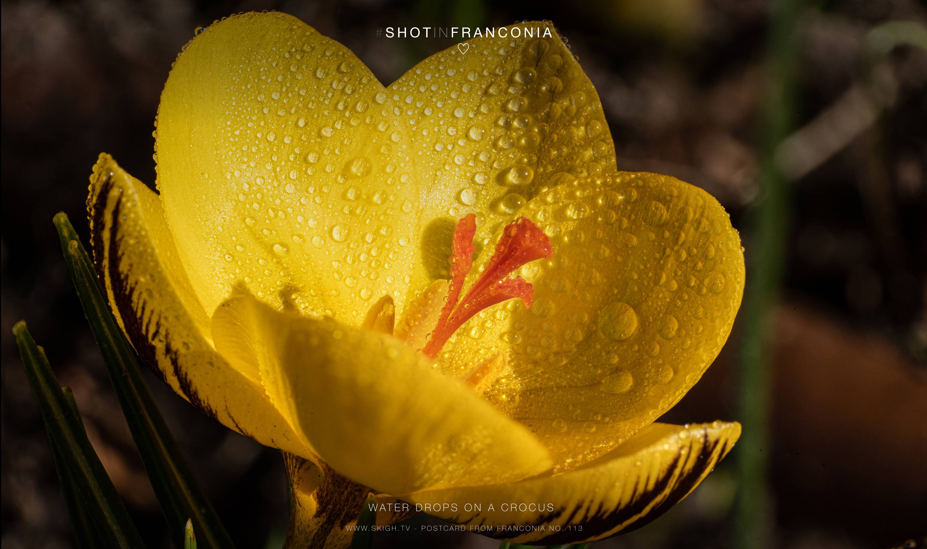 Water drops on a Crocus