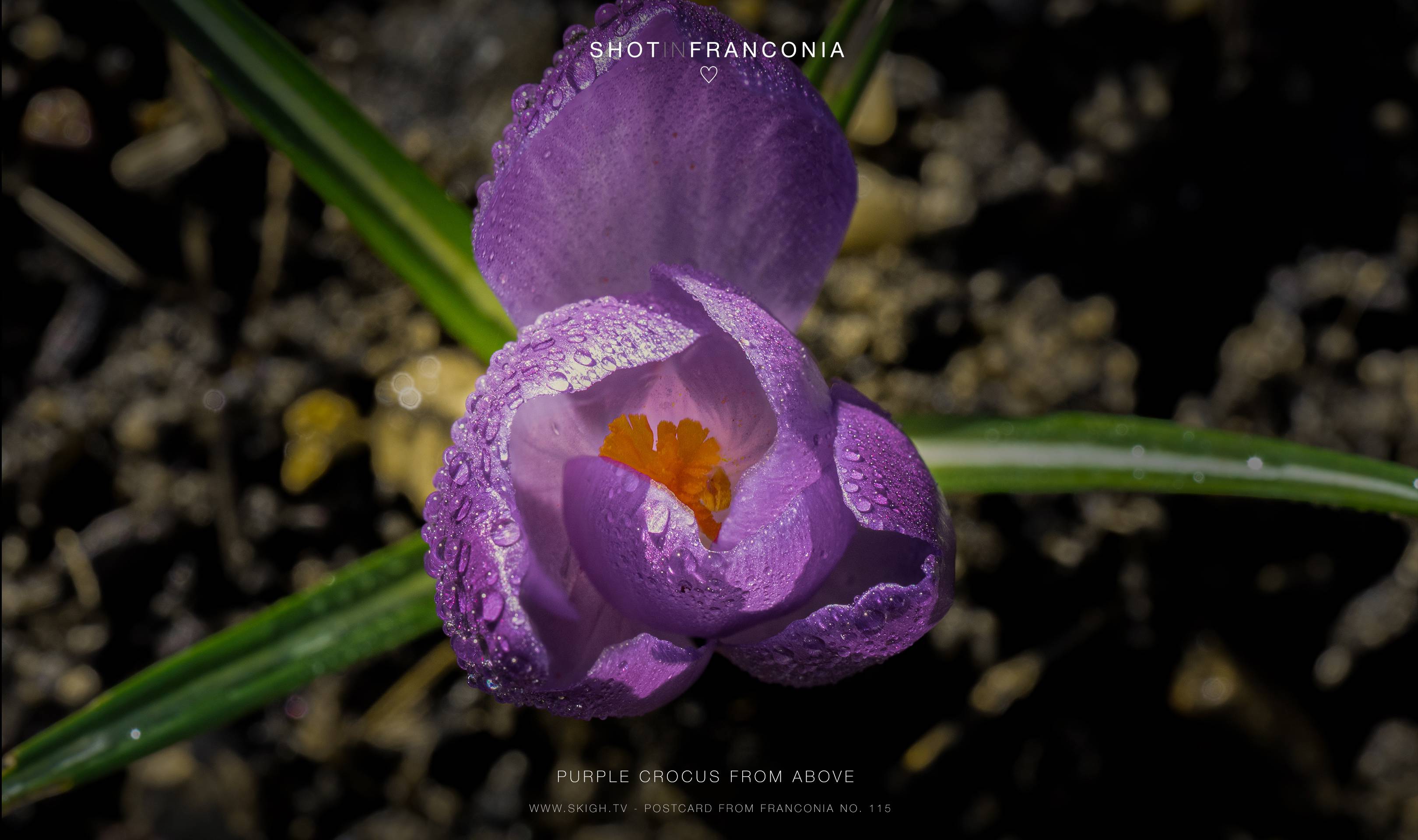 Purple Crocus from above
