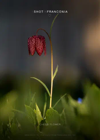 Chess Flower