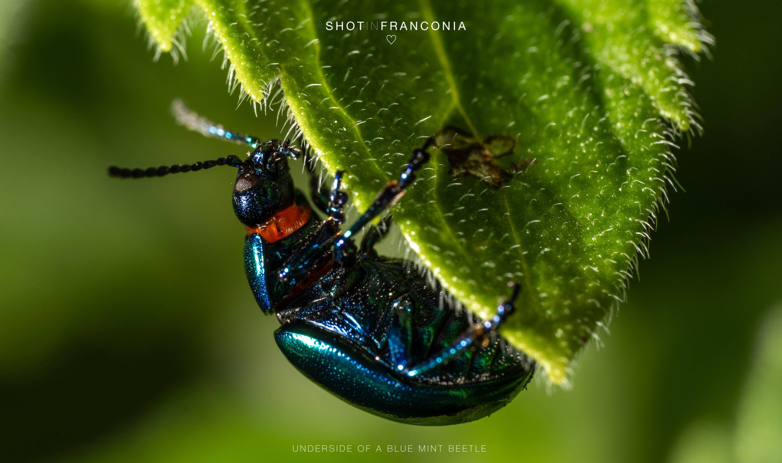 Underside of a blue mint beetle | 1/60s * f14 * ISO 50 * 90mm - FE 90mm F2.8 Macro G OSS - Sony α7R III Underside of a blue mint beetle