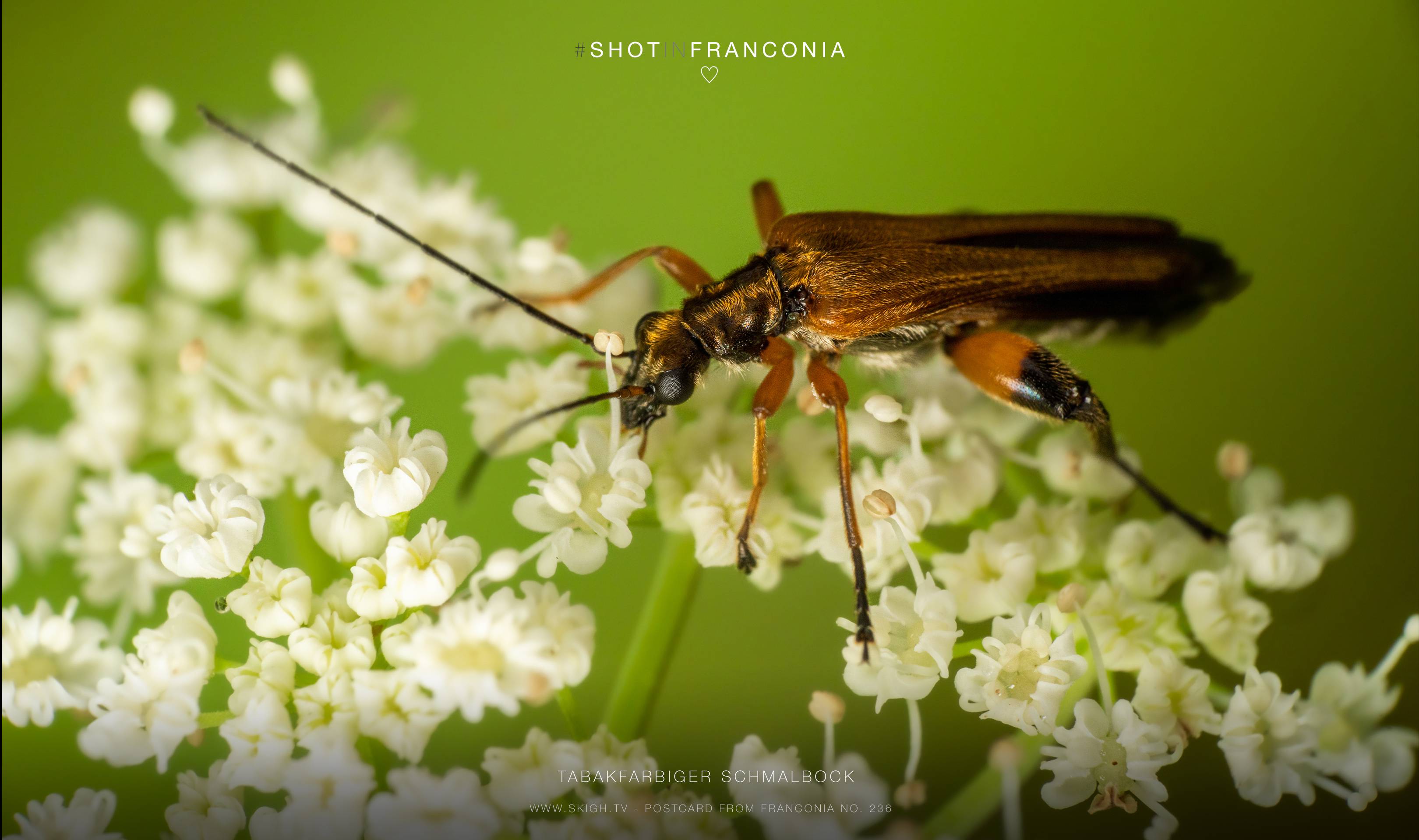 Tabakfarbiger Schmalbock