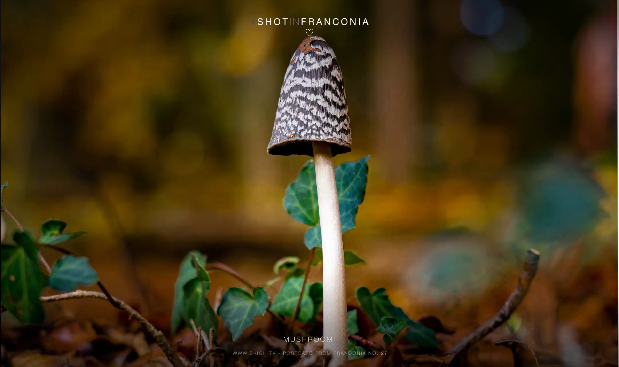 Mushroom