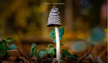 Mushroom