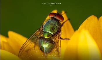Fly on yellow flower