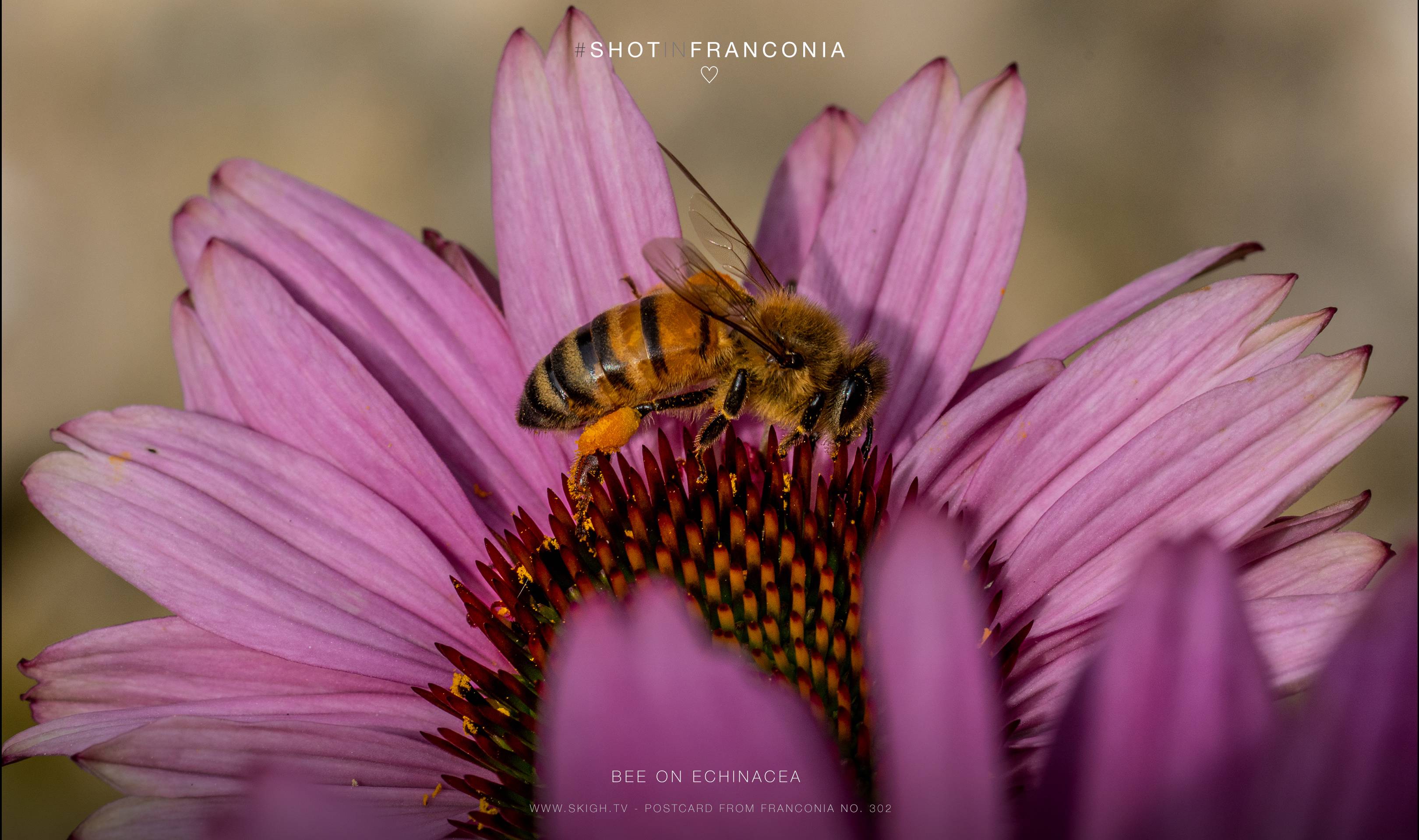 Bee on Echinacea