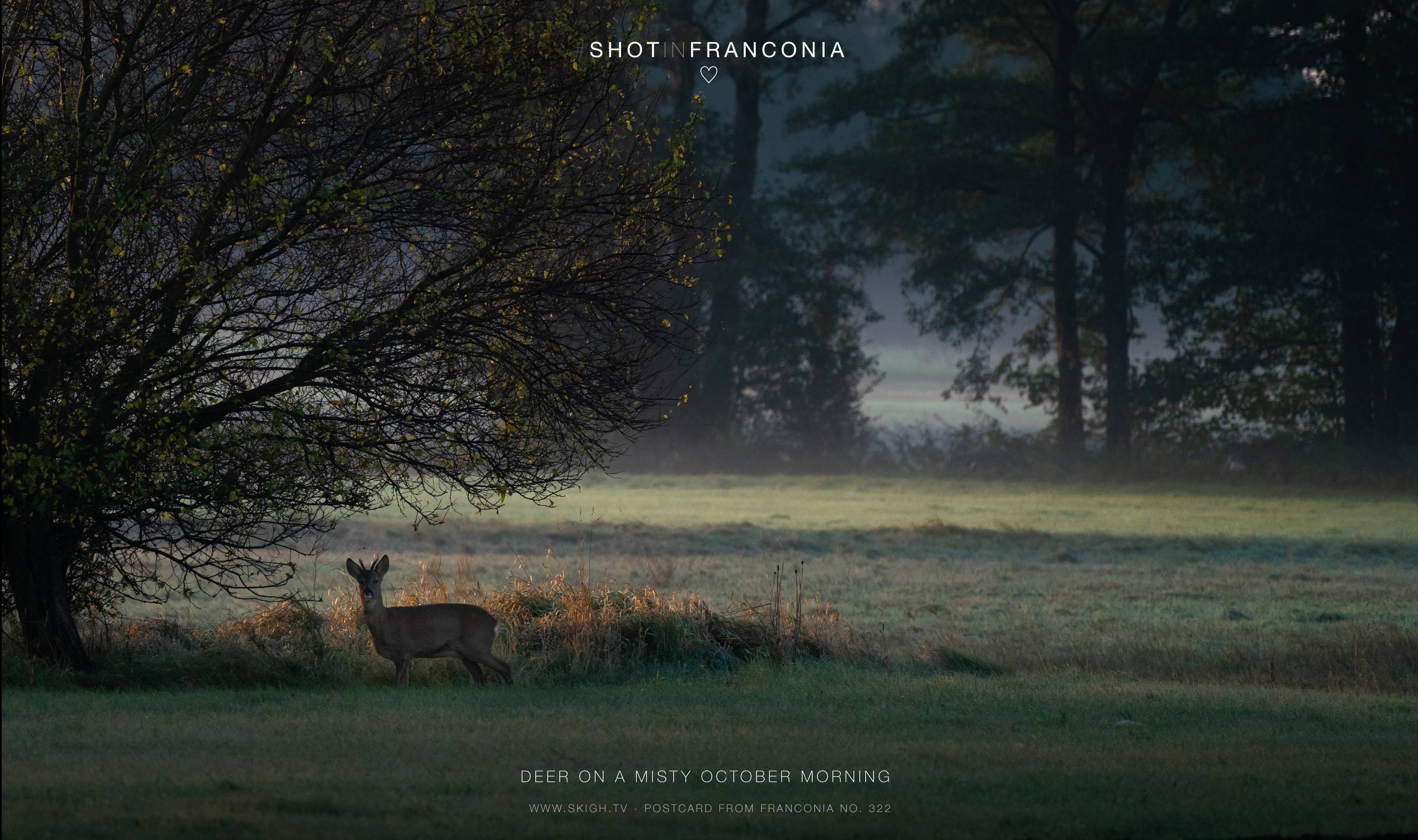 Deer on a misty October morning