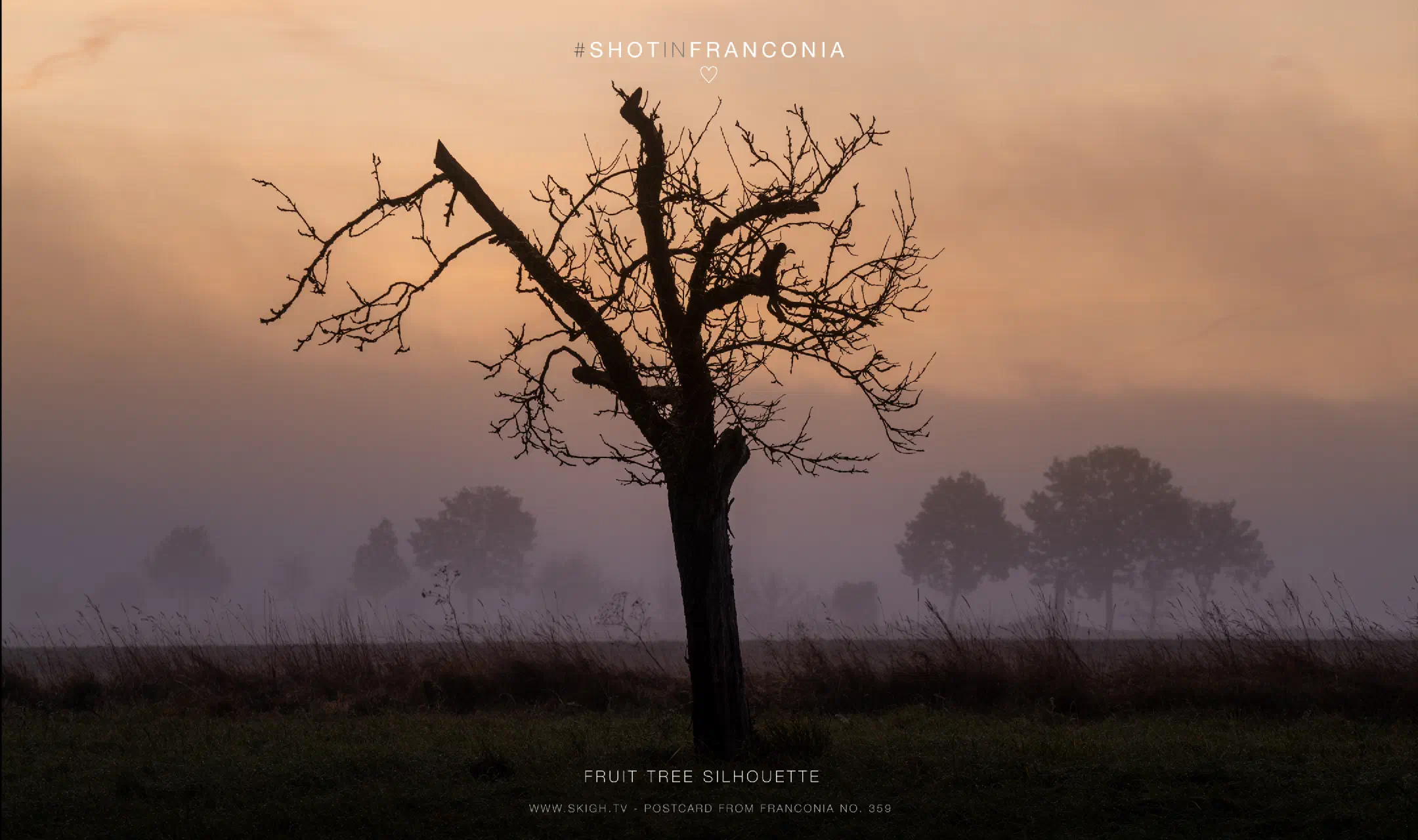 Fruit tree silhouette 