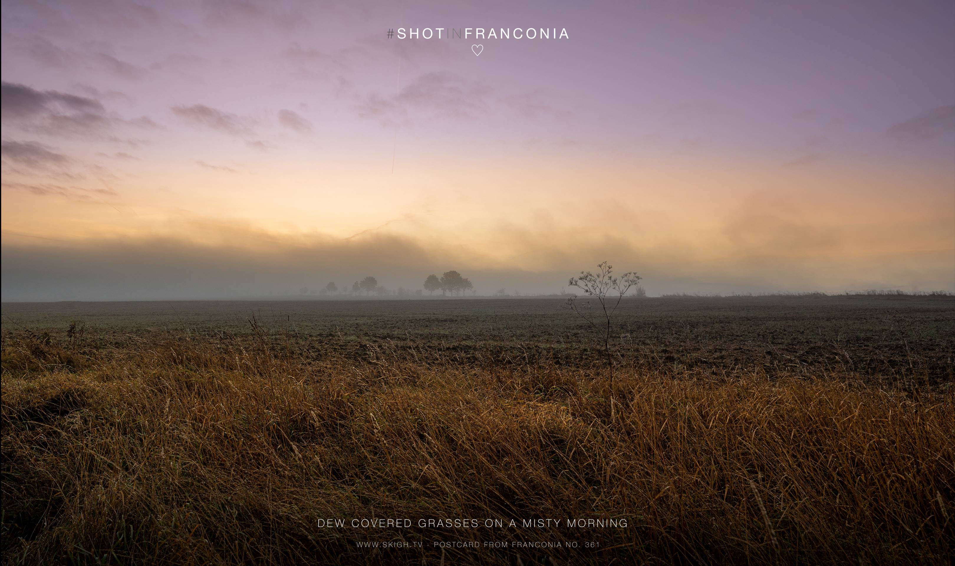 Dew covered grasses on a misty morning | 1/60s * f7.1 * ISO 250 * 24mm - 14-24mm F2.8 DG DN | Art 019 - Sony α7 III Dew covered grasses on a misty morning