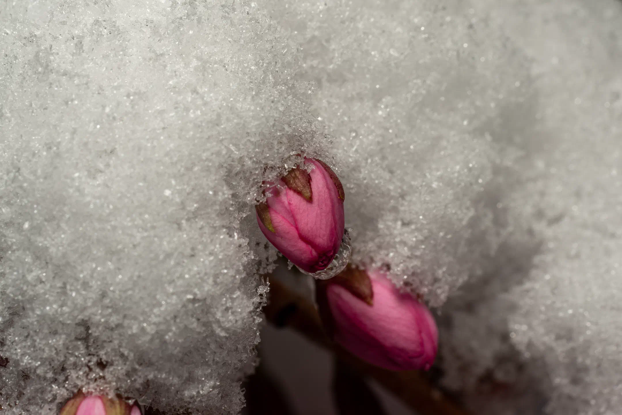 Snowy cherry bud