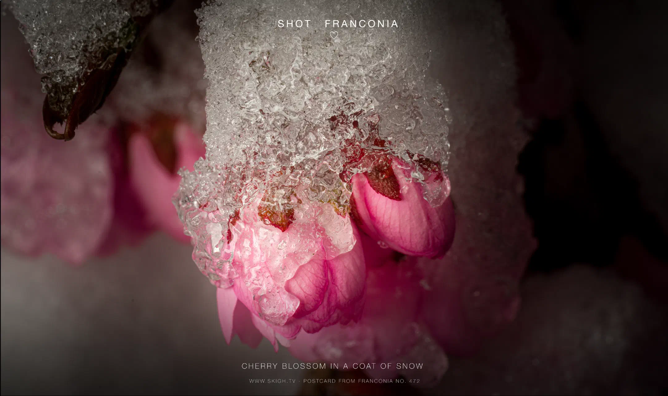 Cherry blossom in a coat of snow