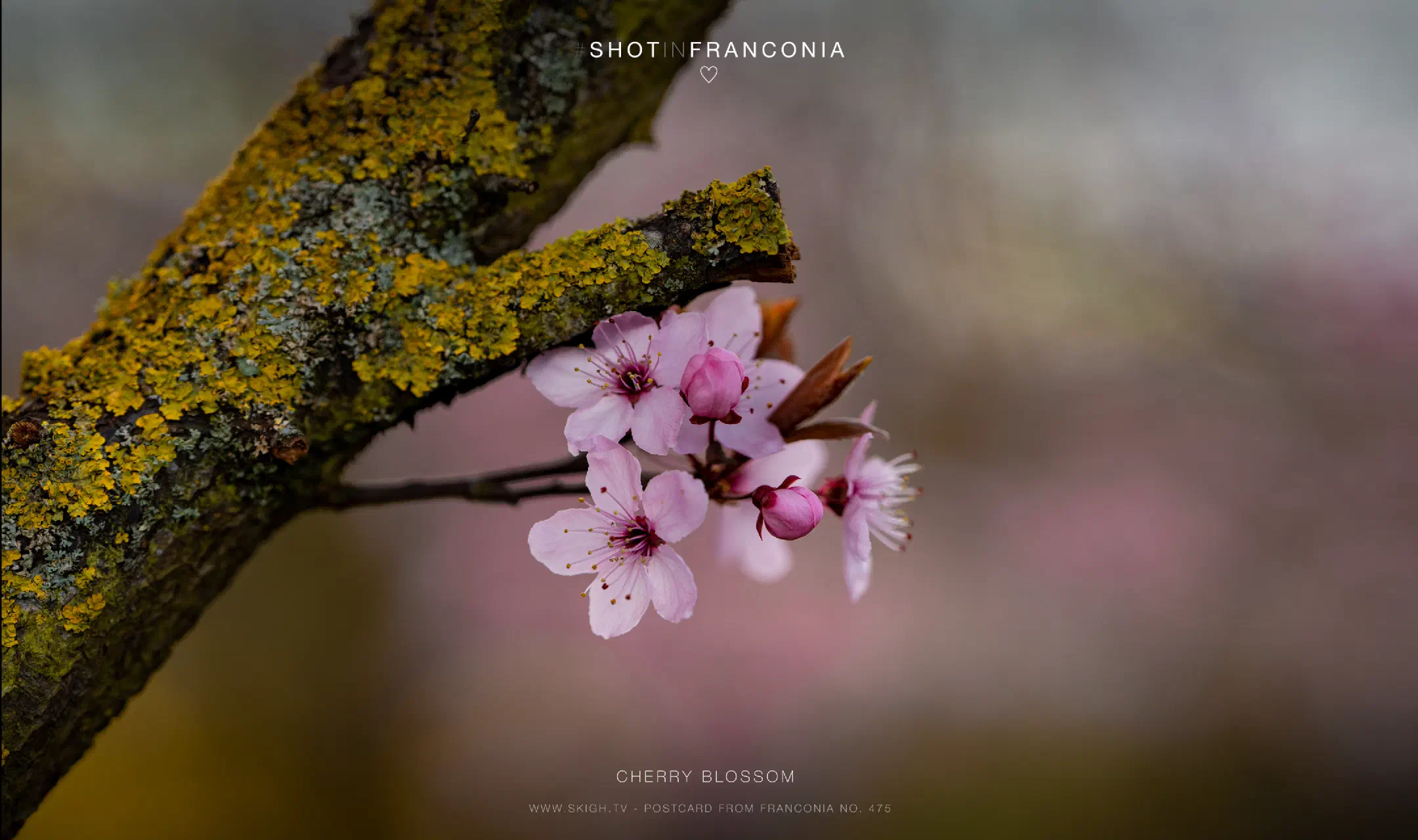 Cherry blossom