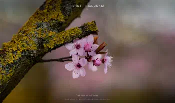 Cherry blossom