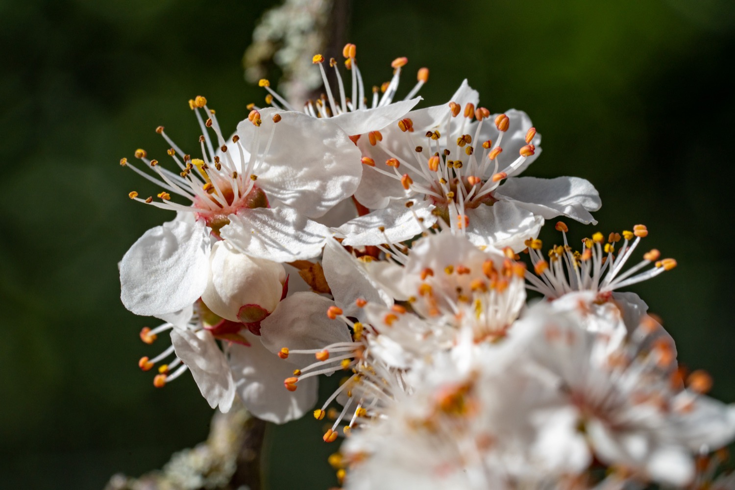 Blood plum blossom