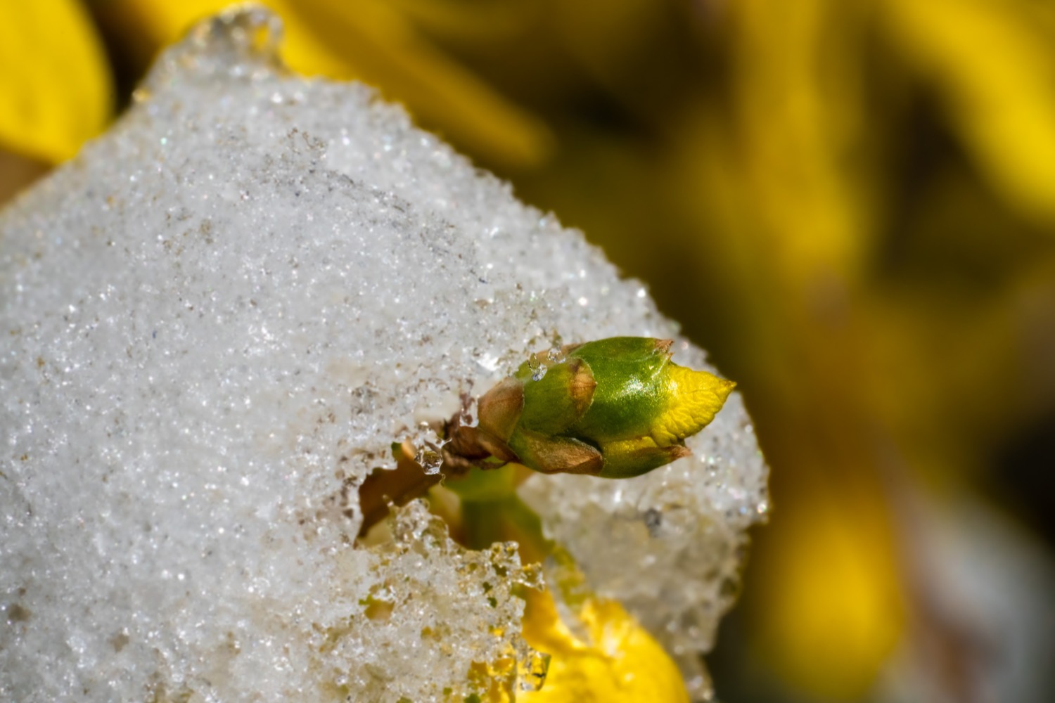 Forsythia blossom covered with snow