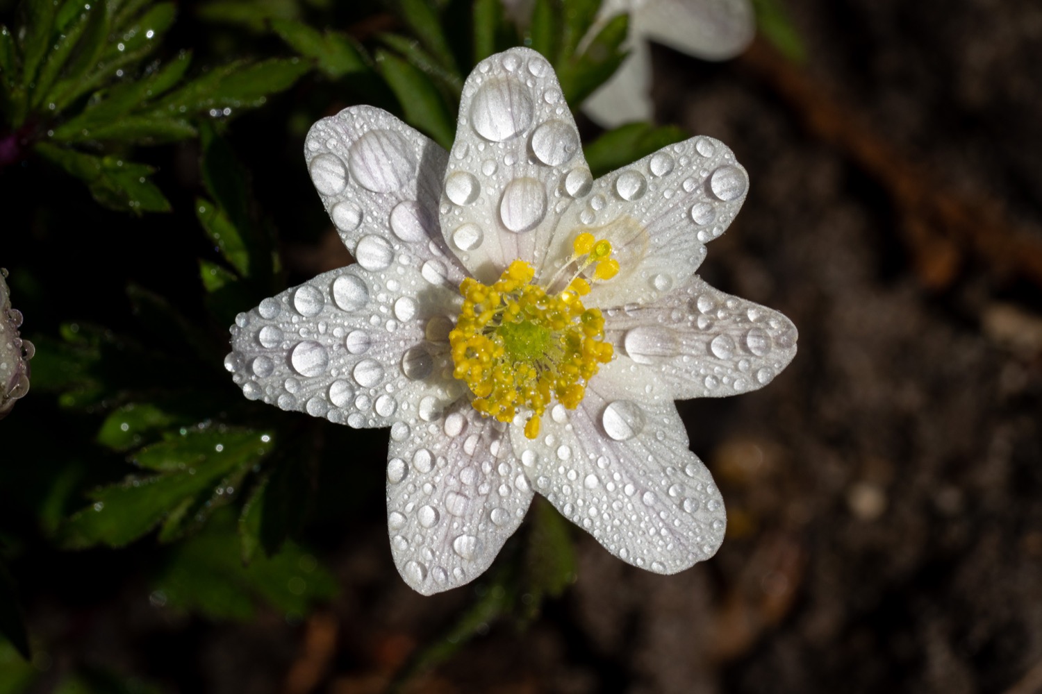 Wet Wood anemones