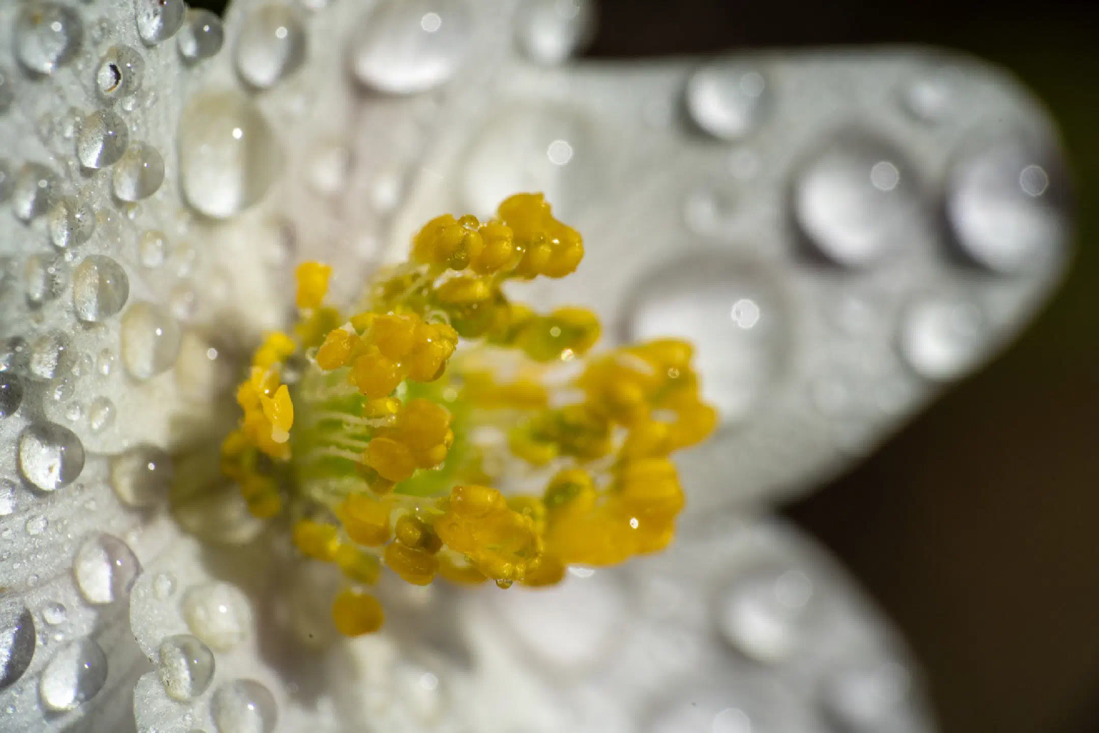 Wet Wood anemone