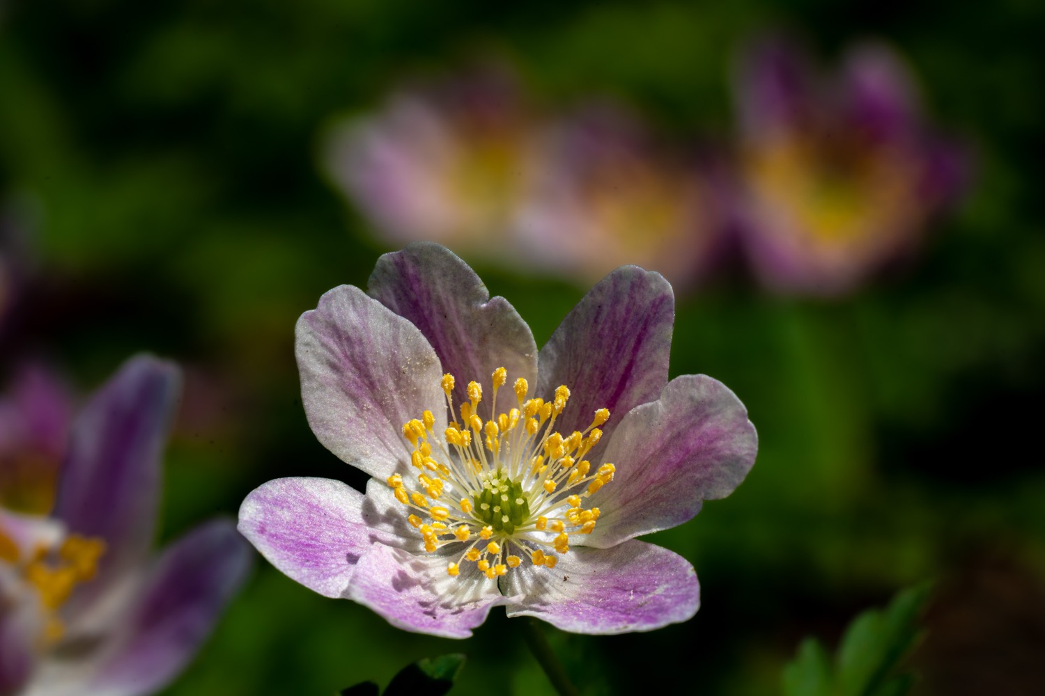 White and yellow wood anemones