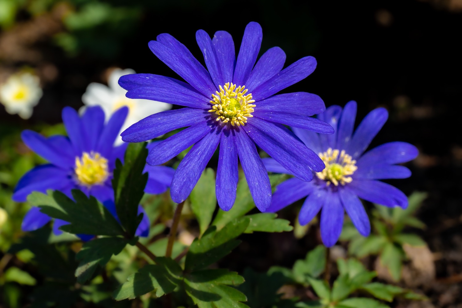 Blue wood anemone