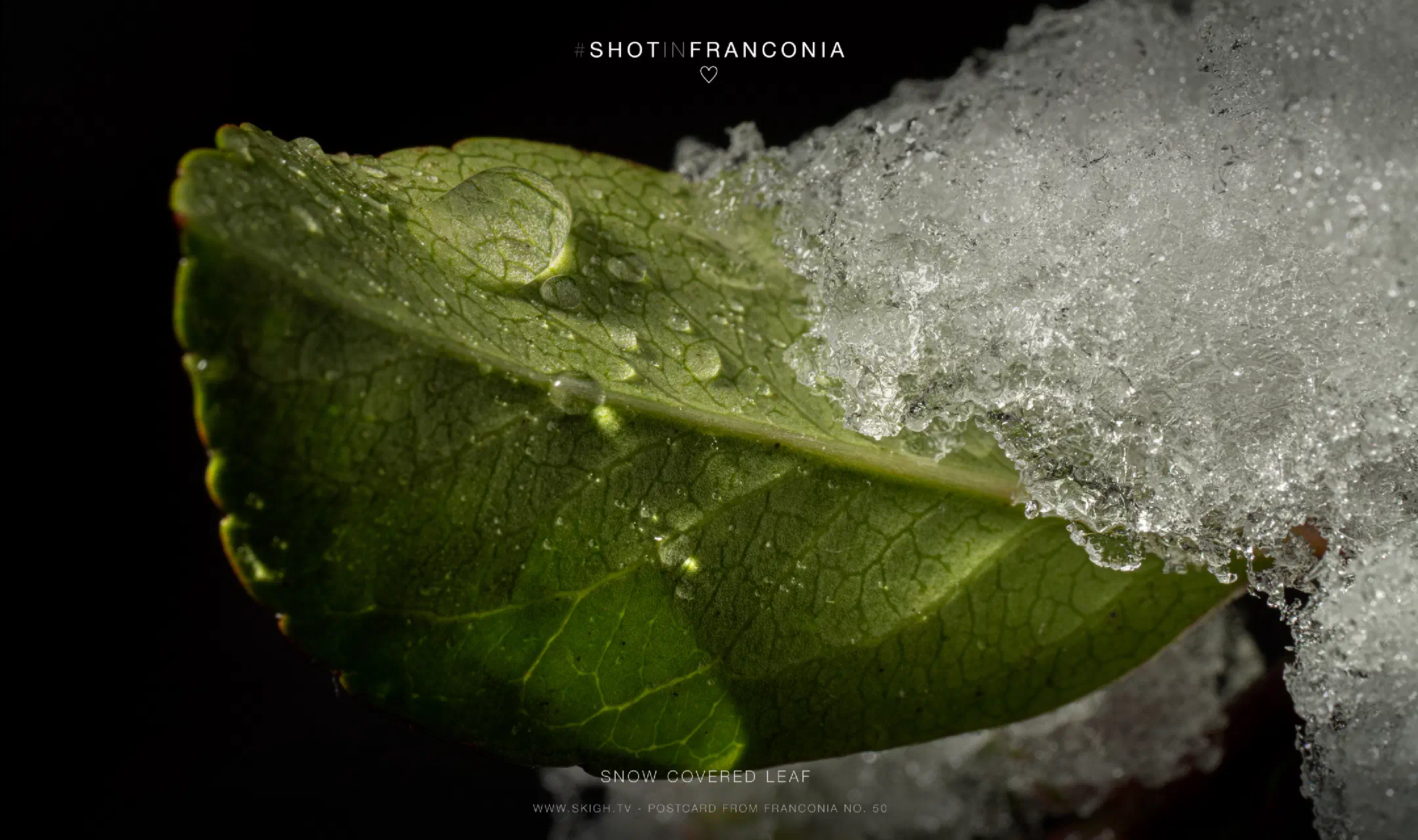 Snow covered leaf