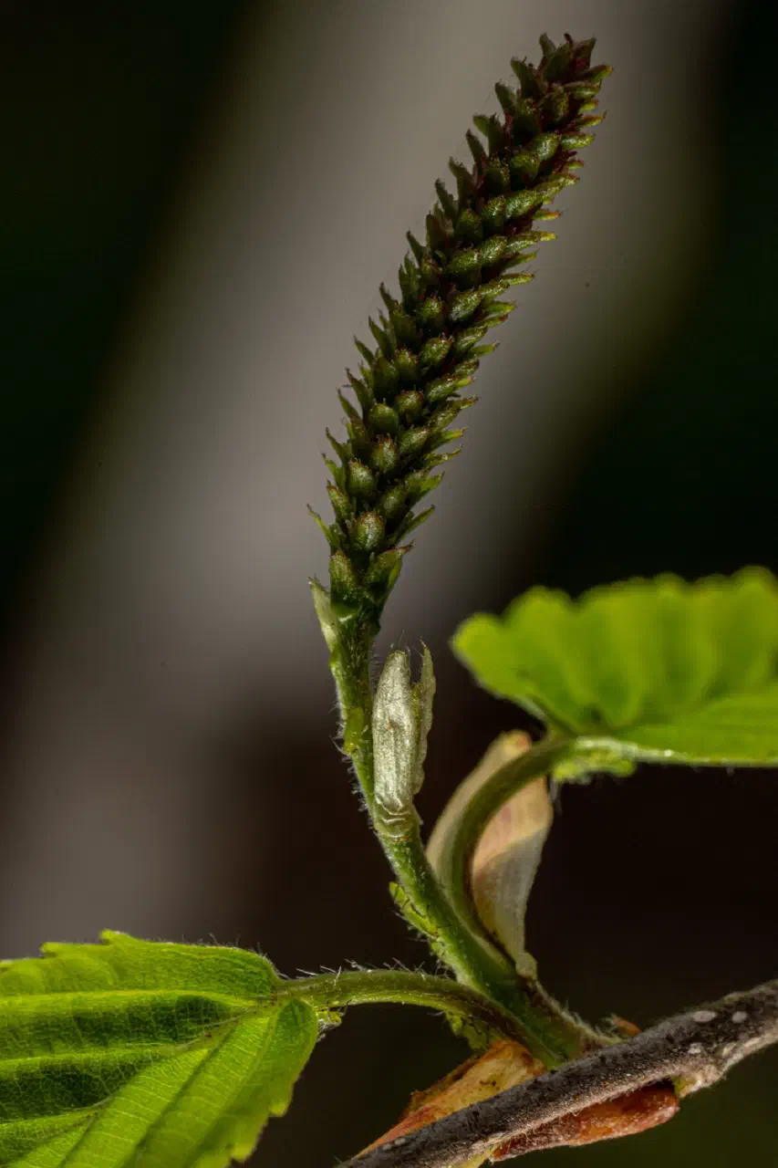 Birch seed and lice