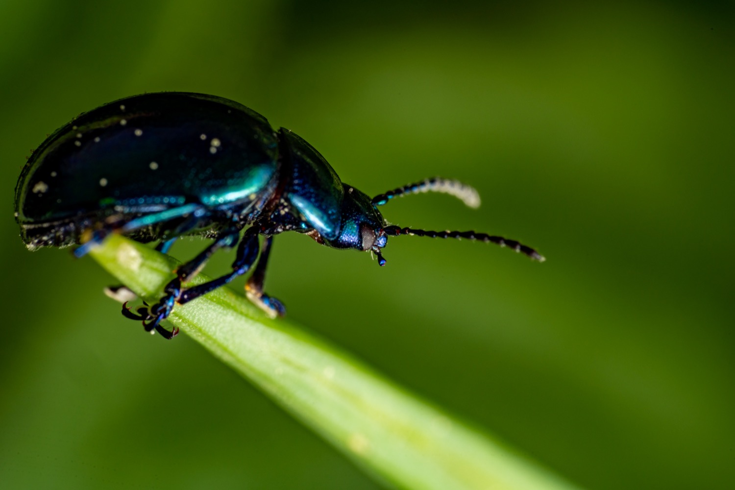 Blue mint beetle 1