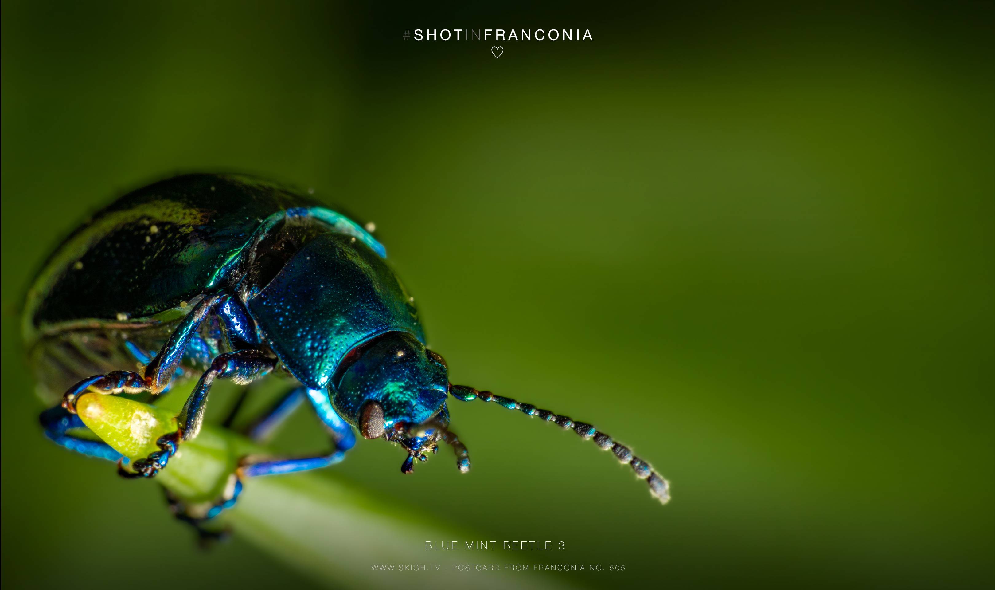 Blue mint beetle 3 | 1/200s * f16 * ISO 160 * 90mm - FE 90mm F2.8 Macro G OSS - Sony α7R III Blue mint beetle 3