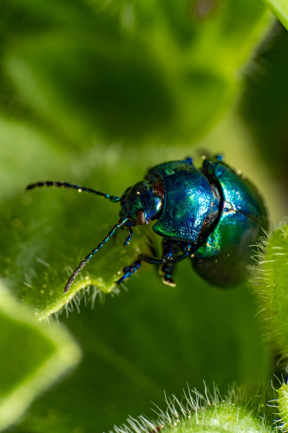Blue mint beetle 3 | 1/200s * f16 * ISO 160 * 90mm - FE 90mm F2.8 Macro G OSS - Sony α7R III Blue mint beetle 3