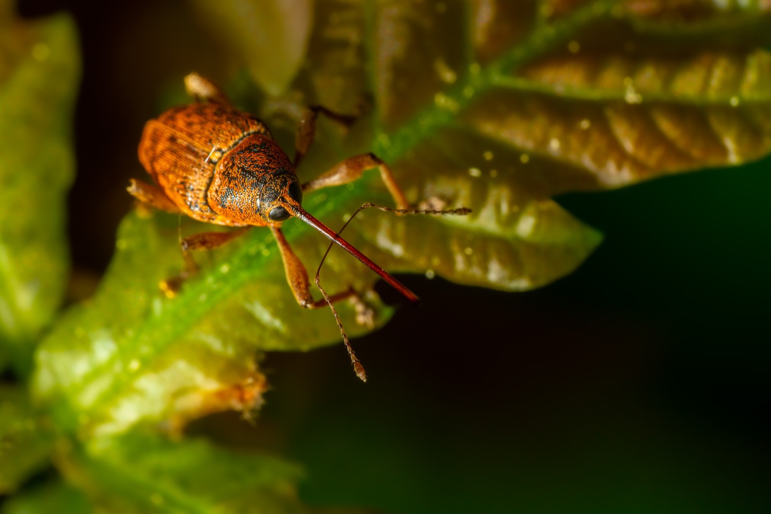 Nut weevil | 1/125s * f14 * ISO 500 * 90mm - FE 90mm F2.8 Macro G OSS - Sony α7R III Nut weevil