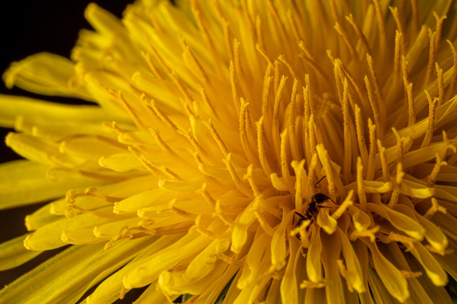 Flowering dandelion