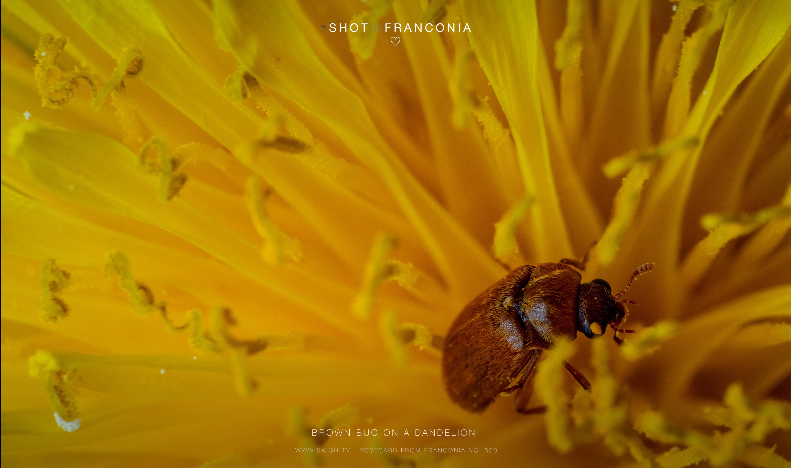 Brown bug on a dandelion