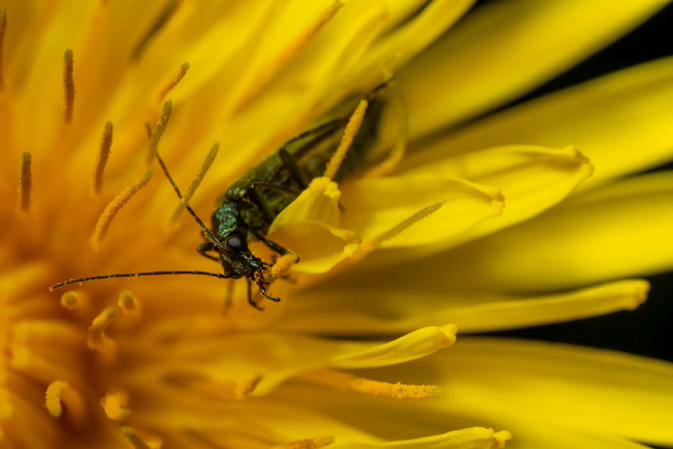Bug on a dandelion
