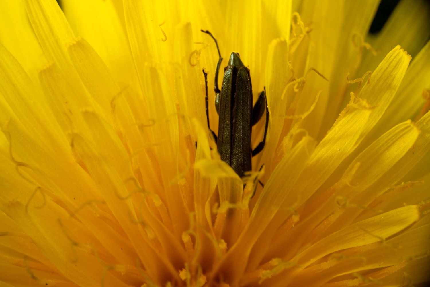 Bug on a dandelion | 1/250s * f14 * ISO 160 * 90mm - FE 90mm F2.8 Macro G OSS - Sony α7R III Bug on a dandelion