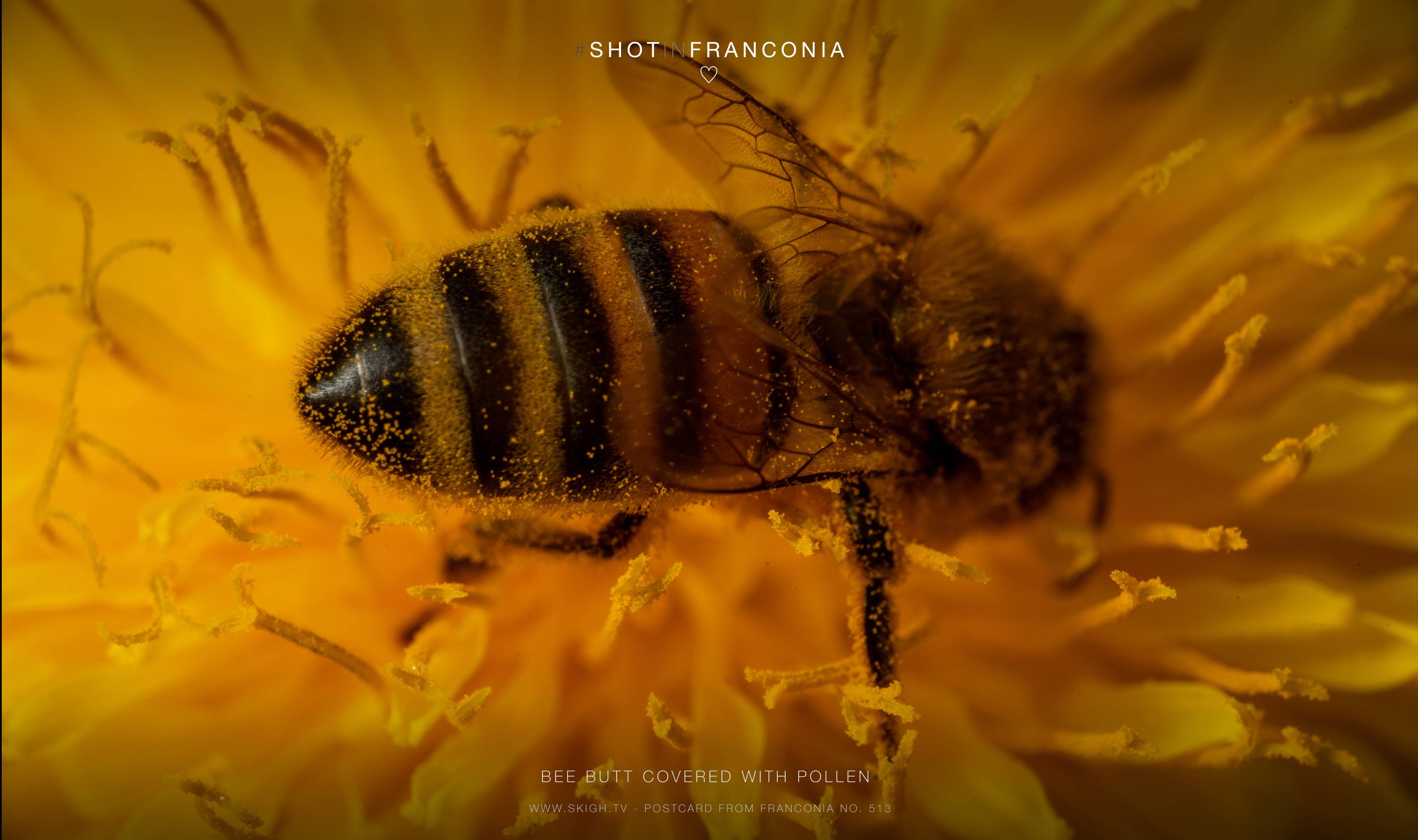 Bee butt covered with pollen | 1/250s * f18 * ISO 500 * 90mm - FE 90mm F2.8 Macro G OSS - Sony α7R III Bee butt covered with pollen