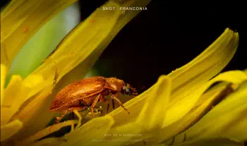 Bug on a dandelion