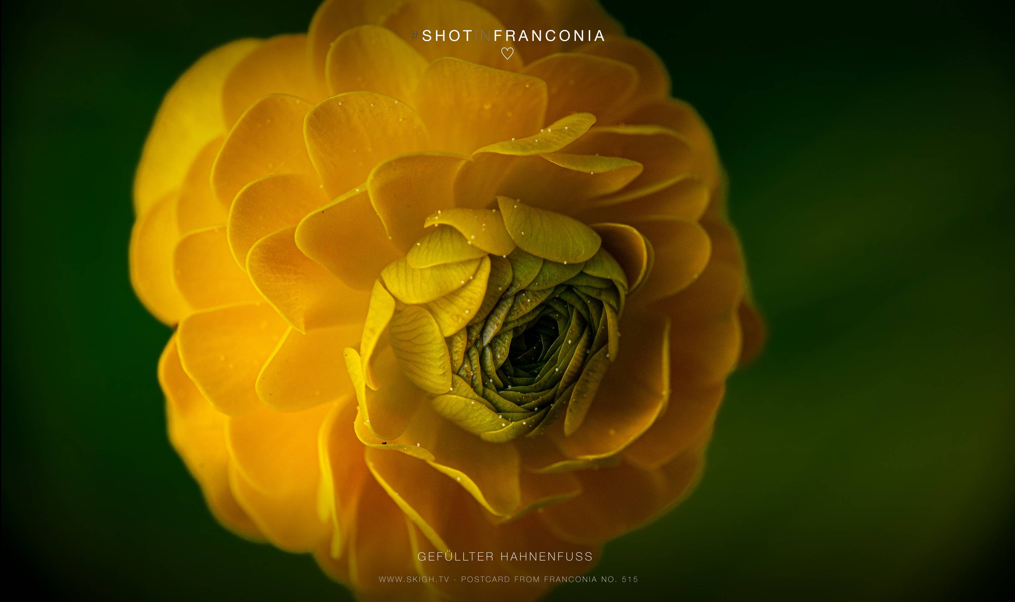 Gefüllter Hahnenfuß