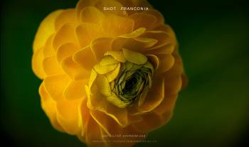 Gefüllter Hahnenfuß