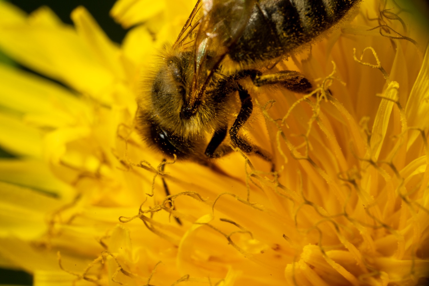 Pollen covered bee on dandelion
