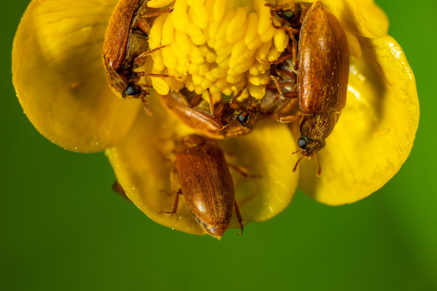 Brown carpet beetle sit-in
