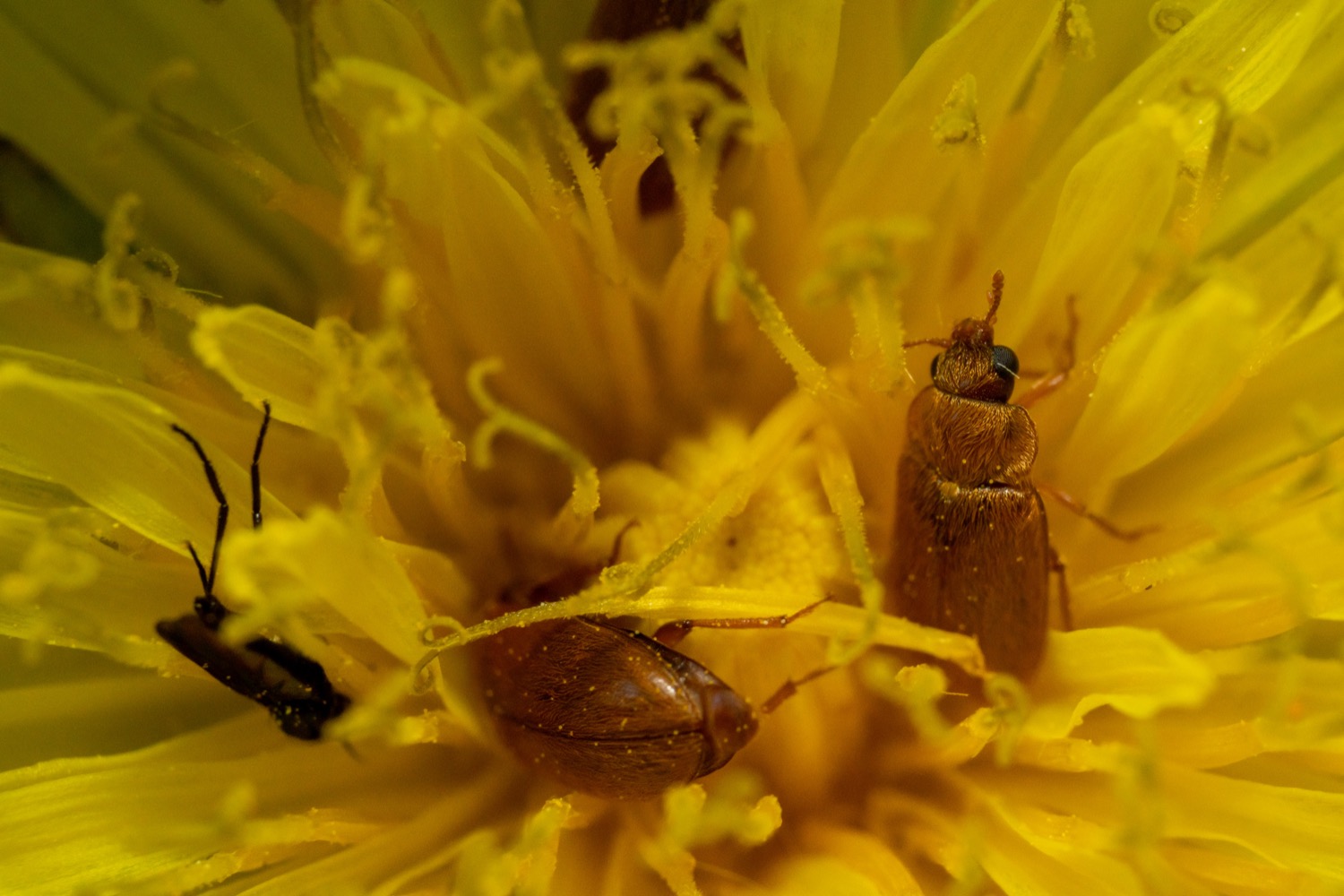 Brown carpet beetle sit-in