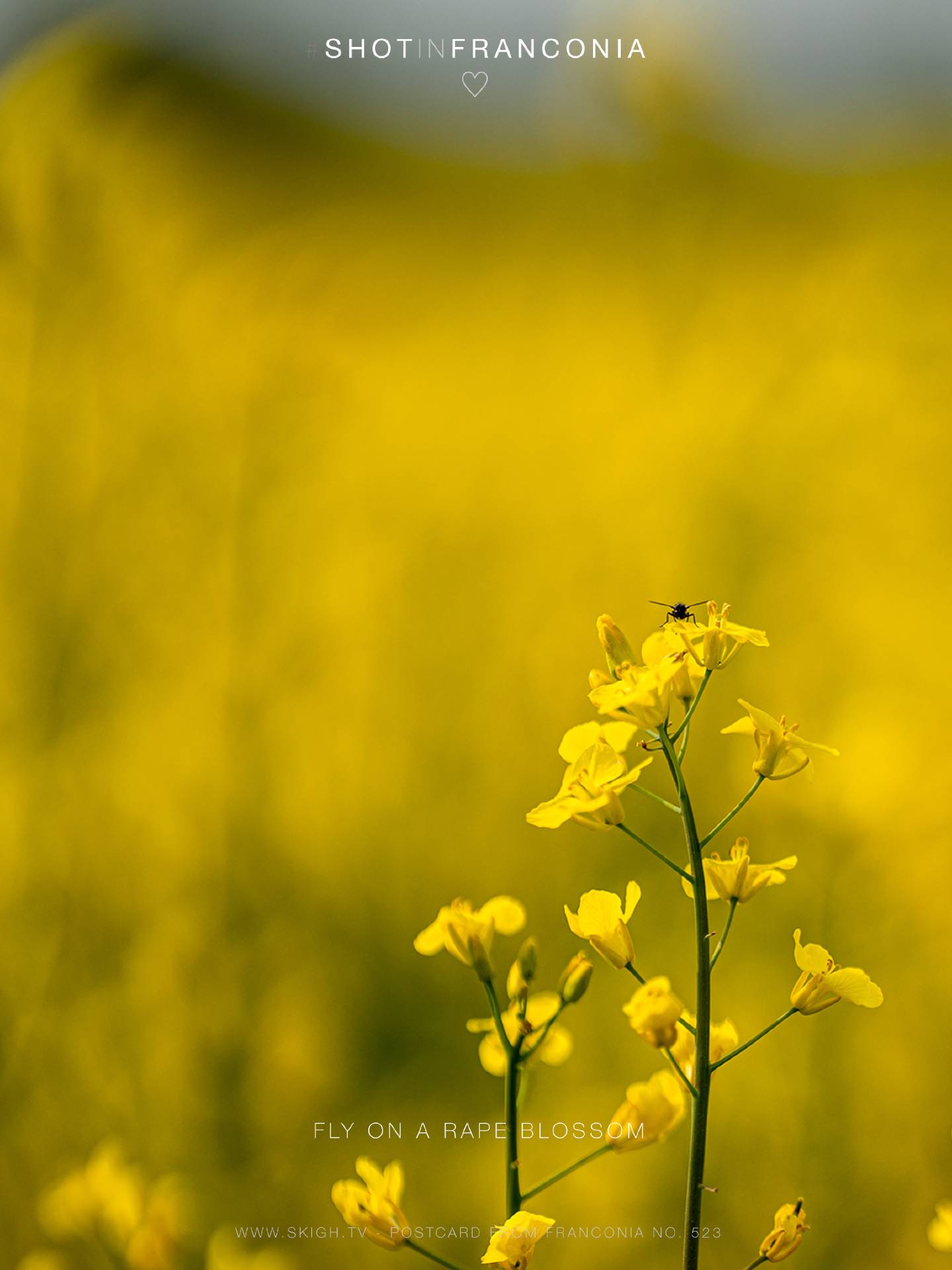 Fly on a rape blossom | 1/5000s * f1.8 * ISO 100 * 135mm - SAMYANG AF 135mm F1.8 - Sony α7 IV Fly on a rape blossom