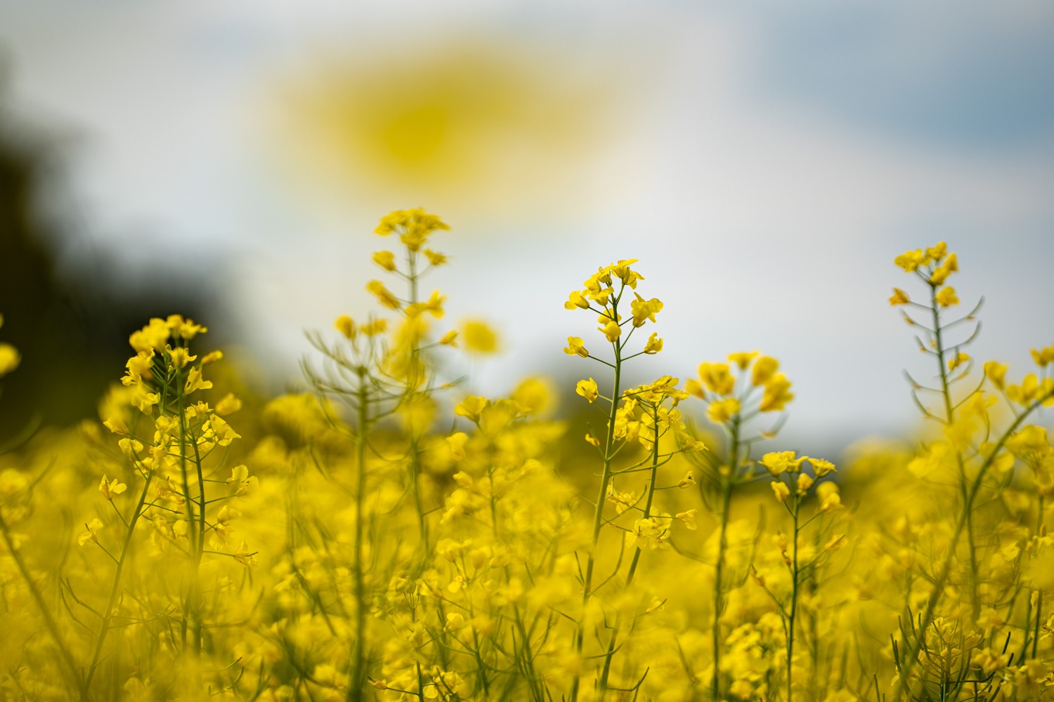 Fly on a rape blossom | 1/5000s * f1.8 * ISO 100 * 135mm - SAMYANG AF 135mm F1.8 - Sony α7 IV Fly on a rape blossom