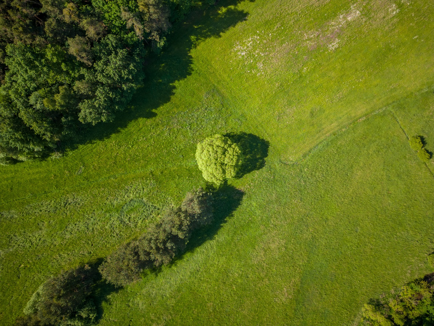 Gigantic broccoli
