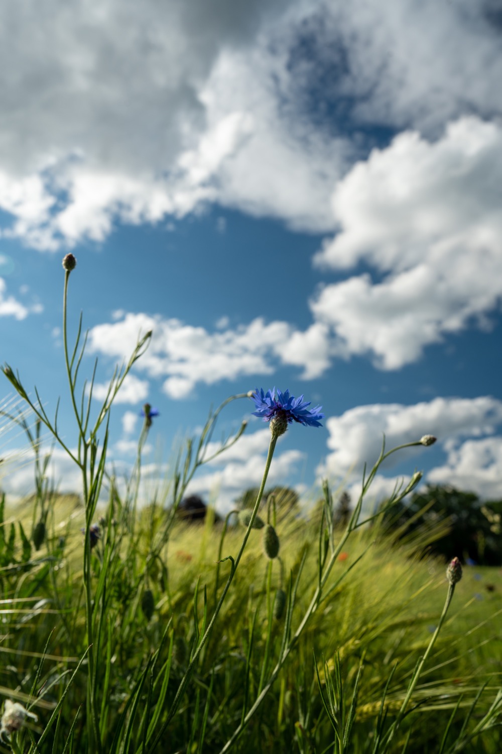 Corn poppies